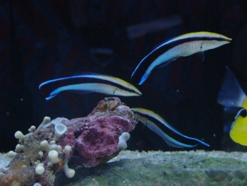  Labroides dimidiatus (Bluestreak Cleaner Wrasse)